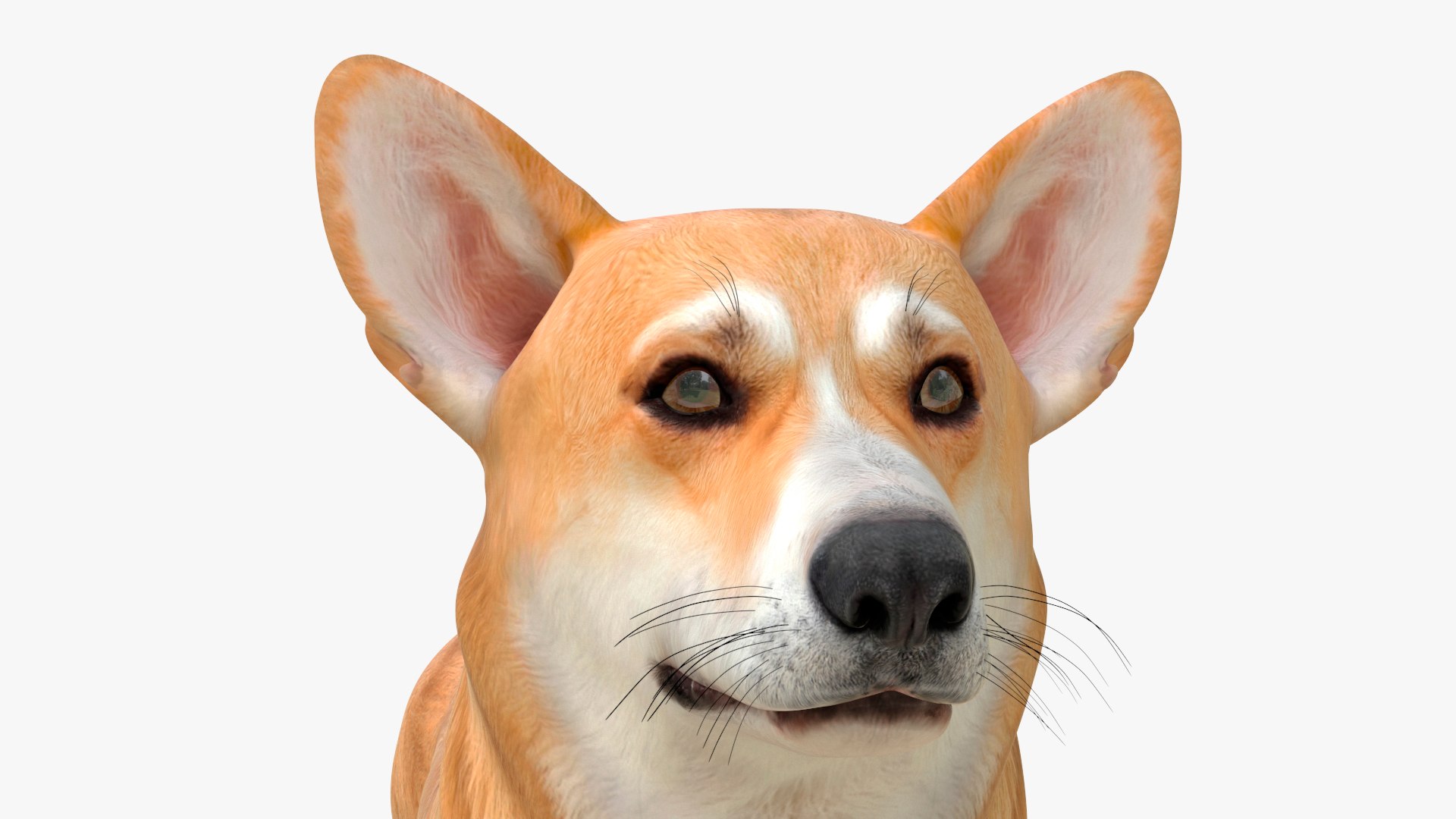 Dog Welsh Corgi Pembroke Rigged Model - TurboSquid 2410460