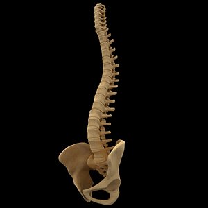 Spine anatomy spinal column
