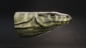 KomodoDragonHeadSaleFile01