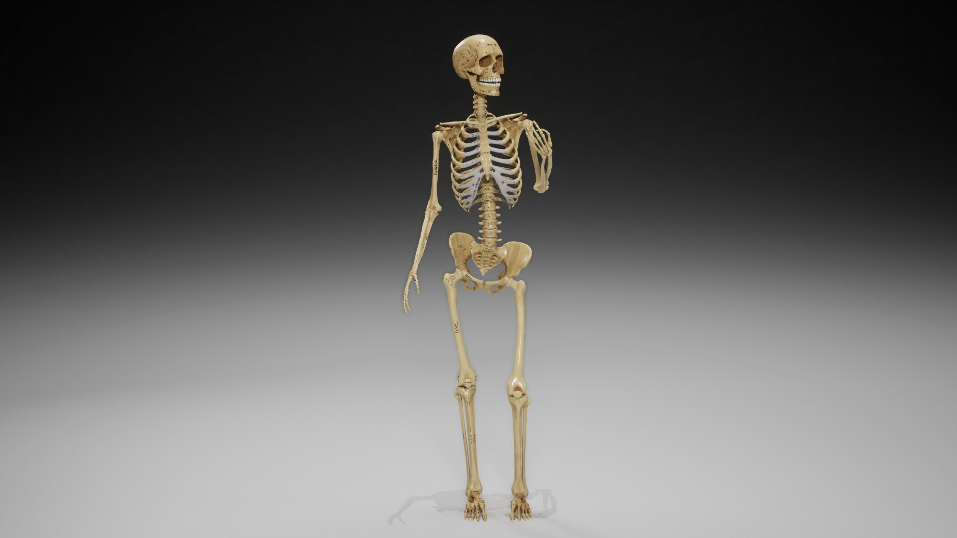 3D Female Skeleton Rigged Model - TurboSquid 1673641