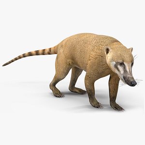 3D model South American Coati Rigged for Cinema 4D