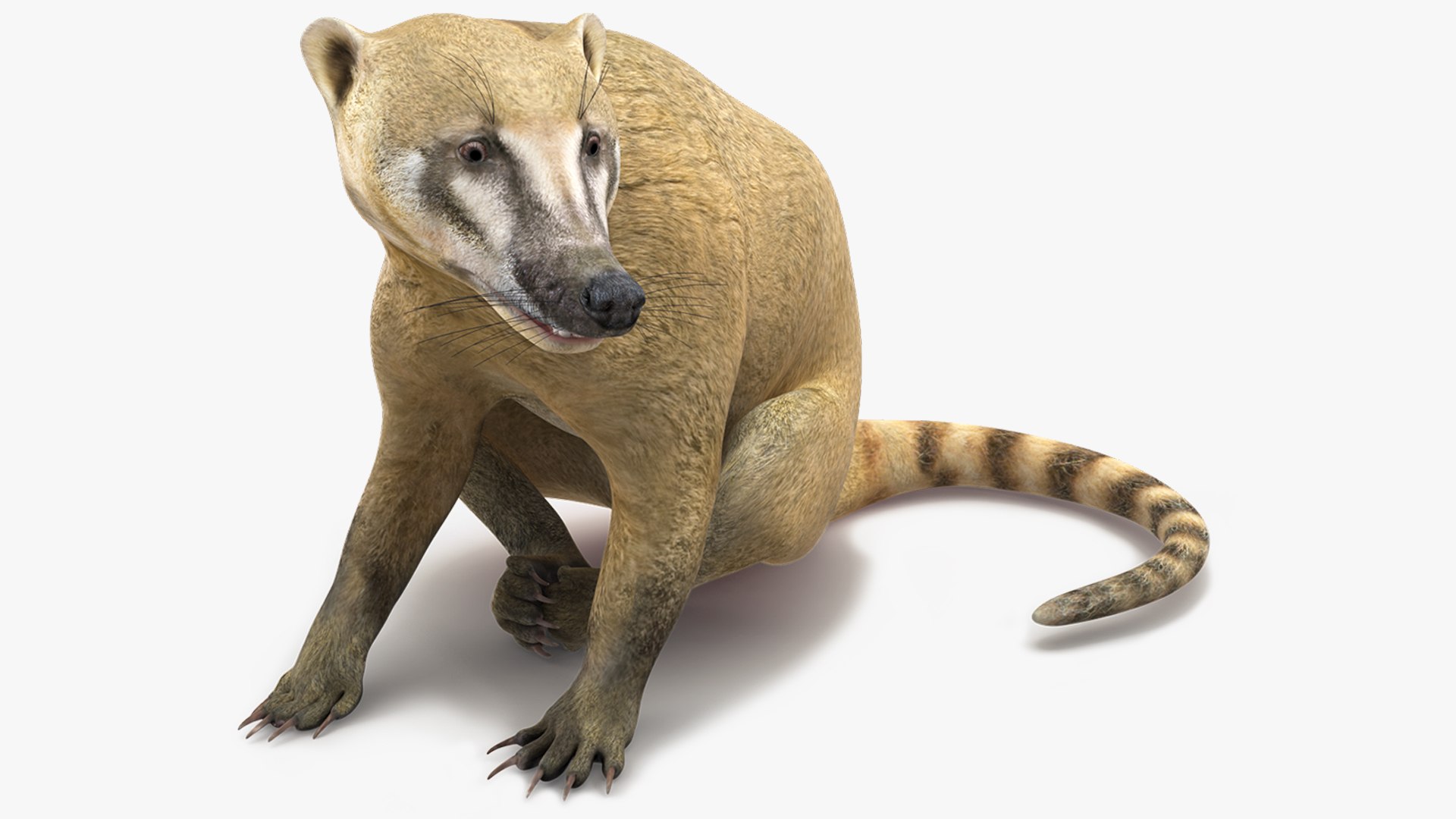 South American Coati Rigged for Cinema 4D 3D model preview
