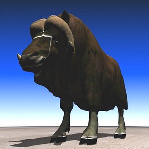 Muskox