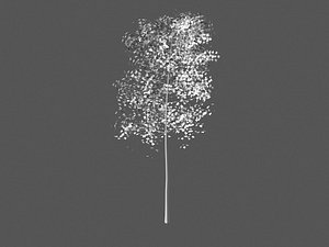 3d model aspen tree