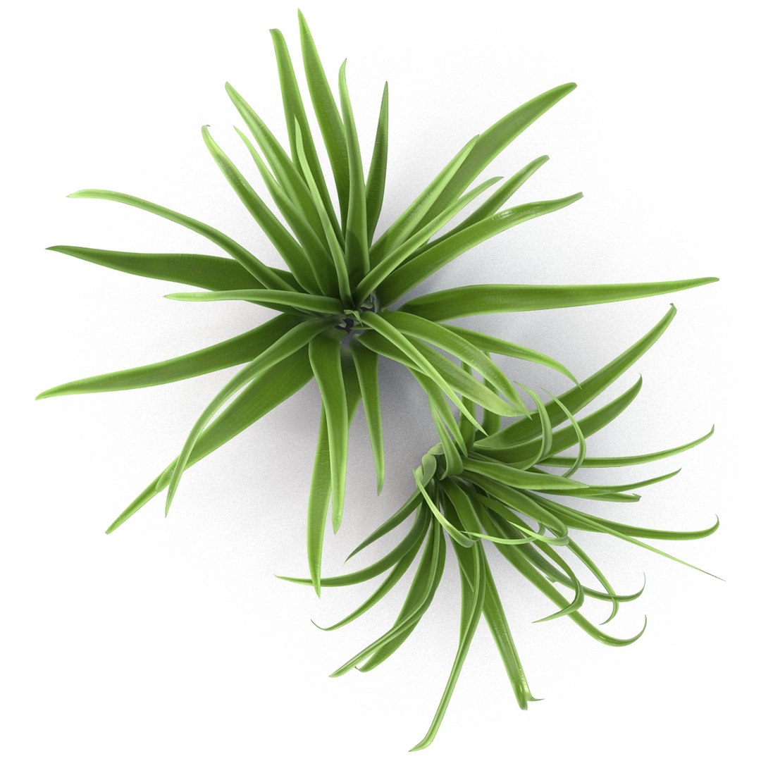 3d shrub dracaena https://p.turbosquid.com/ts-thumb/Su/1g5oQI/35hZAxnM/shrubdracaena_17/jpg/1395770545/1920x1080/fit_q87/bd5f17ca41b539d65478f378586fd7a8b48e0601/shrubdracaena_17.jpg