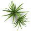 Arbusto Dracaena