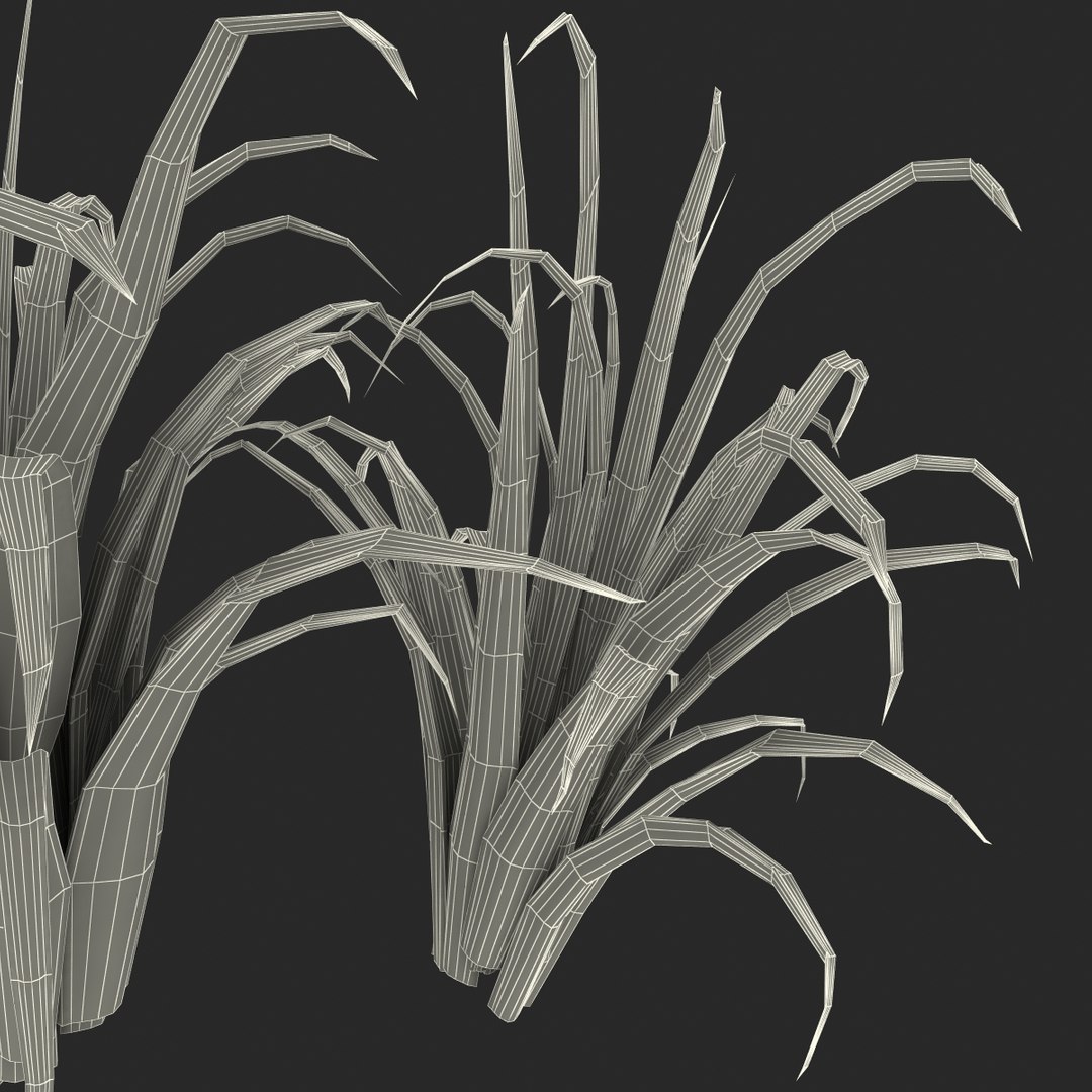 3d shrub dracaena https://p.turbosquid.com/ts-thumb/Su/1g5oQI/3ybgTrcG/shrubdracaena_34/jpg/1395770621/1920x1080/fit_q87/bc0d4859400d88fd463c166e39be5775f3173923/shrubdracaena_34.jpg