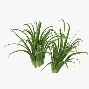 Shrub Dracaena