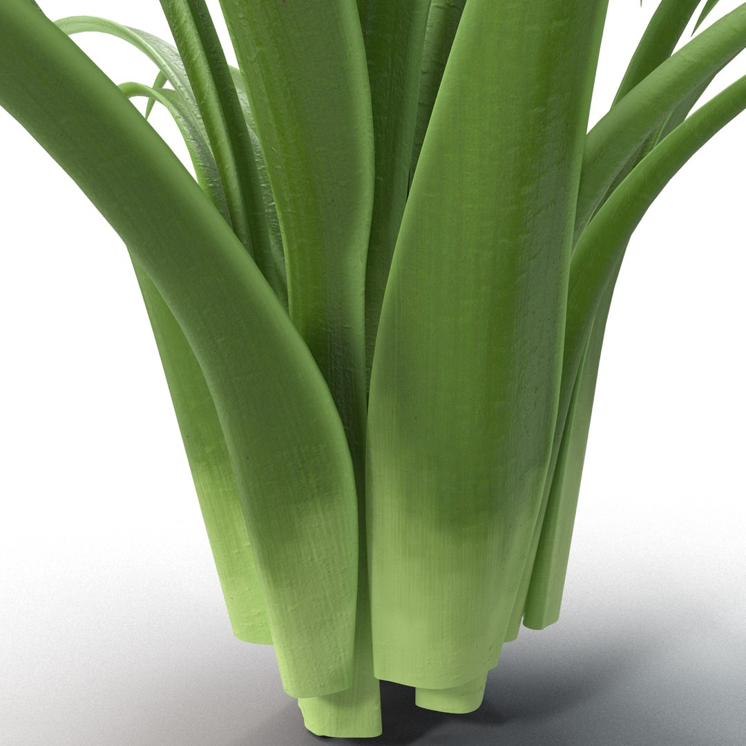 3d shrub dracaena https://p.turbosquid.com/ts-thumb/Su/1g5oQI/6a1JvSWC/shrubdracaena_22/jpg/1395770564/1920x1080/fit_q87/f10b5f525ac8fd24eb23bb475446638bb1a8f3d0/shrubdracaena_22.jpg