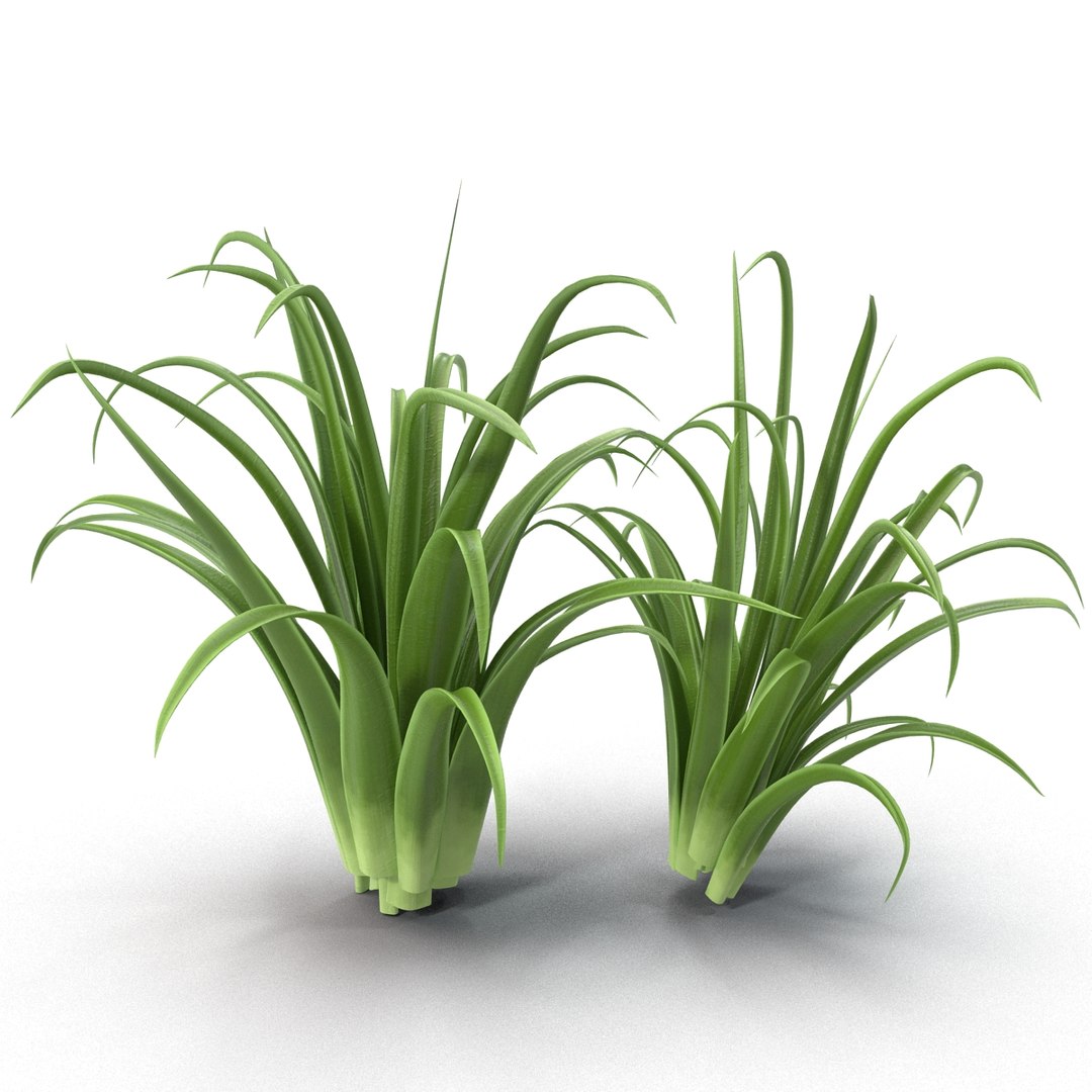 3d shrub dracaena https://p.turbosquid.com/ts-thumb/Su/1g5oQI/6hBhMIZq/shrubdracaena_10/jpg/1395770509/1920x1080/fit_q87/73cb6cd098499c5ecfeef09129dedbd4ccbeec9d/shrubdracaena_10.jpg