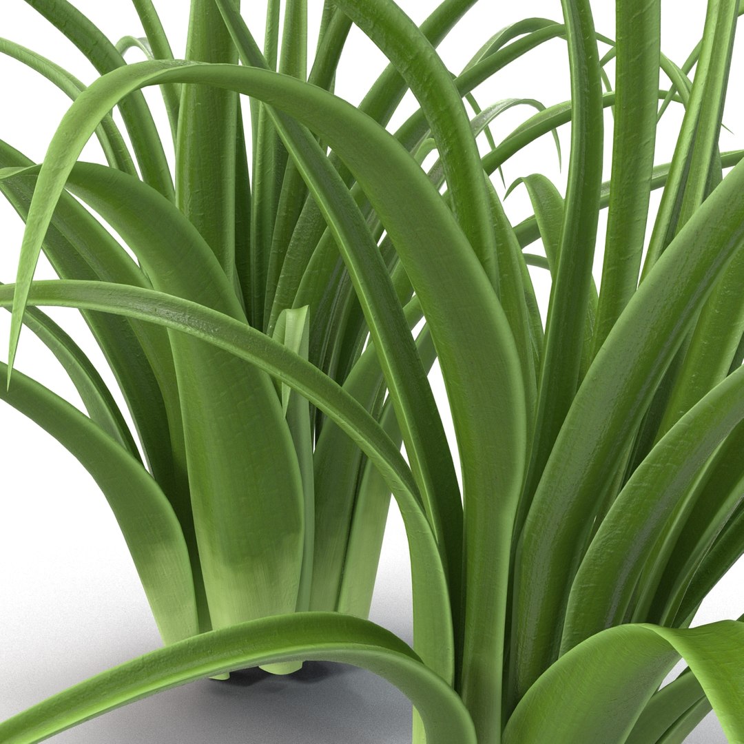 3d shrub dracaena https://p.turbosquid.com/ts-thumb/Su/1g5oQI/6qwV5NW6/shrubdracaena_23/jpg/1395770570/1920x1080/fit_q87/ad39448bc9bd220a7eeb7b2a4a63be7d12b70c8f/shrubdracaena_23.jpg