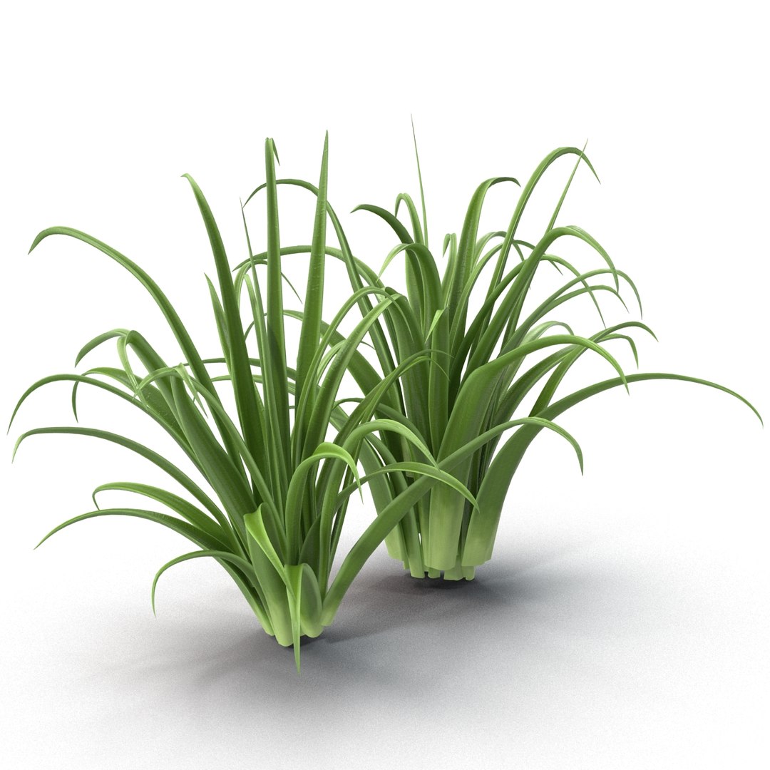 3d shrub dracaena https://p.turbosquid.com/ts-thumb/Su/1g5oQI/92Il2Jjh/shrubdracaena_15/jpg/1395770537/1920x1080/fit_q87/3a664bf942c42d1a30370b01e08b4bc57603fe72/shrubdracaena_15.jpg