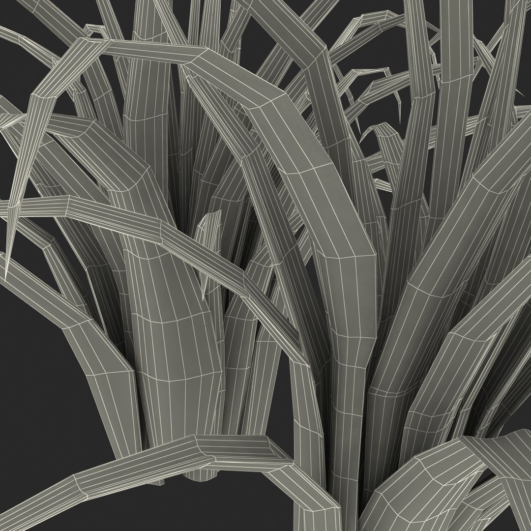 3d shrub dracaena https://p.turbosquid.com/ts-thumb/Su/1g5oQI/9psHYsTL/shrubdracaena_38/jpg/1395770644/1920x1080/fit_q87/8f6f7ca811c7cffa36ade39411447c45d298ac89/shrubdracaena_38.jpg
