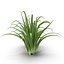 Arbusto Dracaena