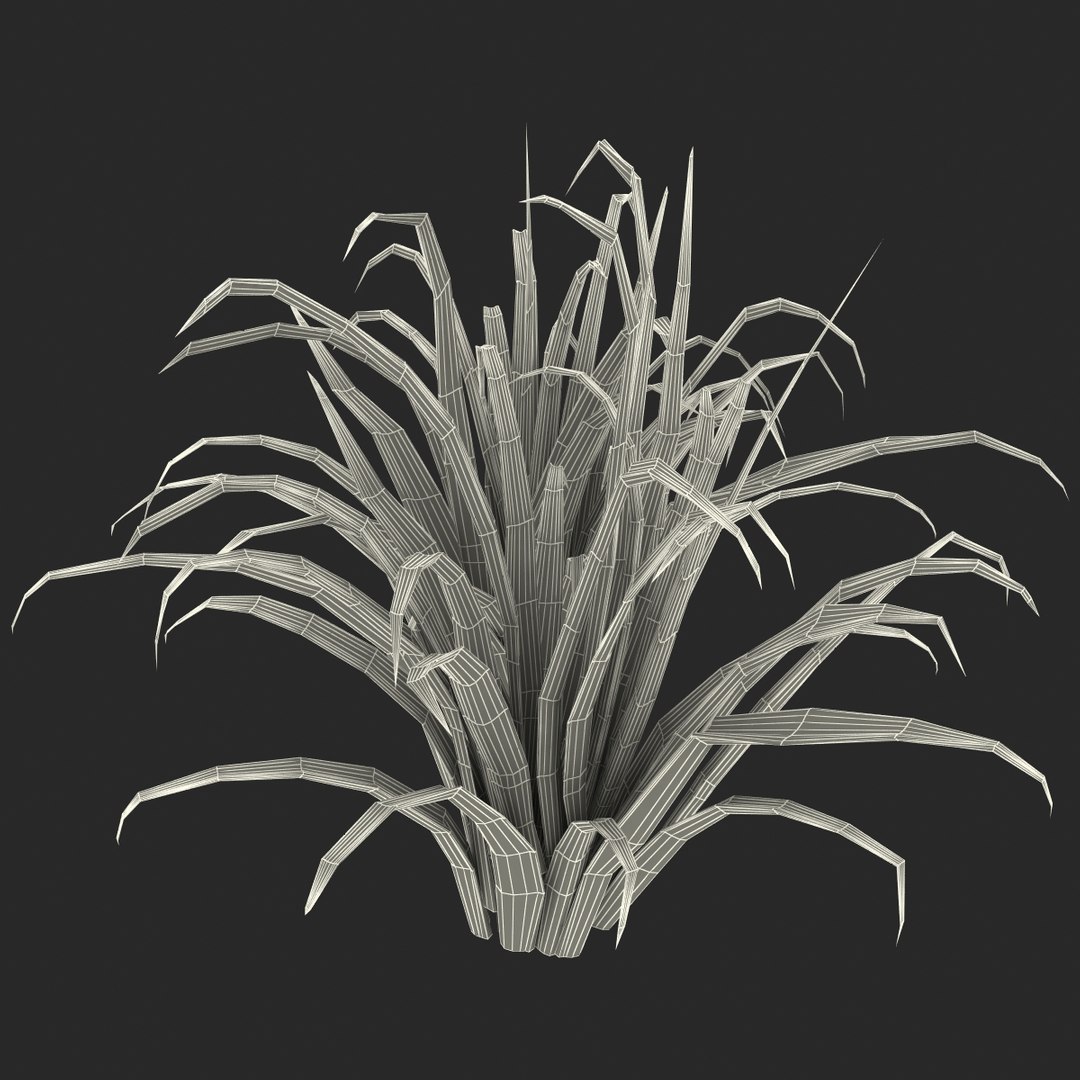 3d shrub dracaena https://p.turbosquid.com/ts-thumb/Su/1g5oQI/DwUc6CIP/shrubdracaena_31/jpg/1395770599/1920x1080/fit_q87/50d5566d49db55c7f6080a80893c5b4db8a78e51/shrubdracaena_31.jpg