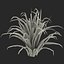 Arbusto Dracaena