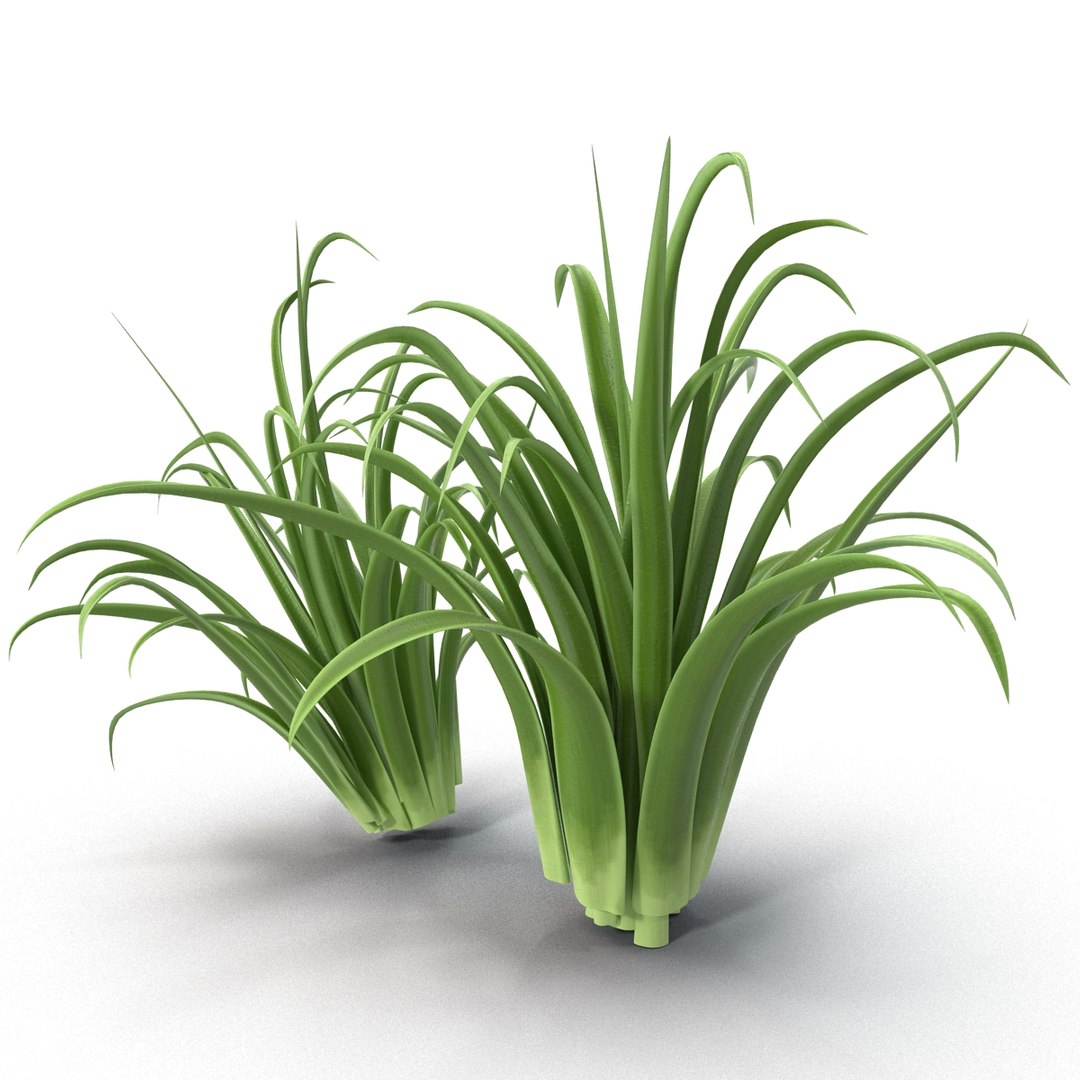 3d shrub dracaena https://p.turbosquid.com/ts-thumb/Su/1g5oQI/EzAQO7jc/shrubdracaena_13/jpg/1395770524/1920x1080/fit_q87/4415b0dd6ae69bb9bcaa179a3601c3197cc50181/shrubdracaena_13.jpg
