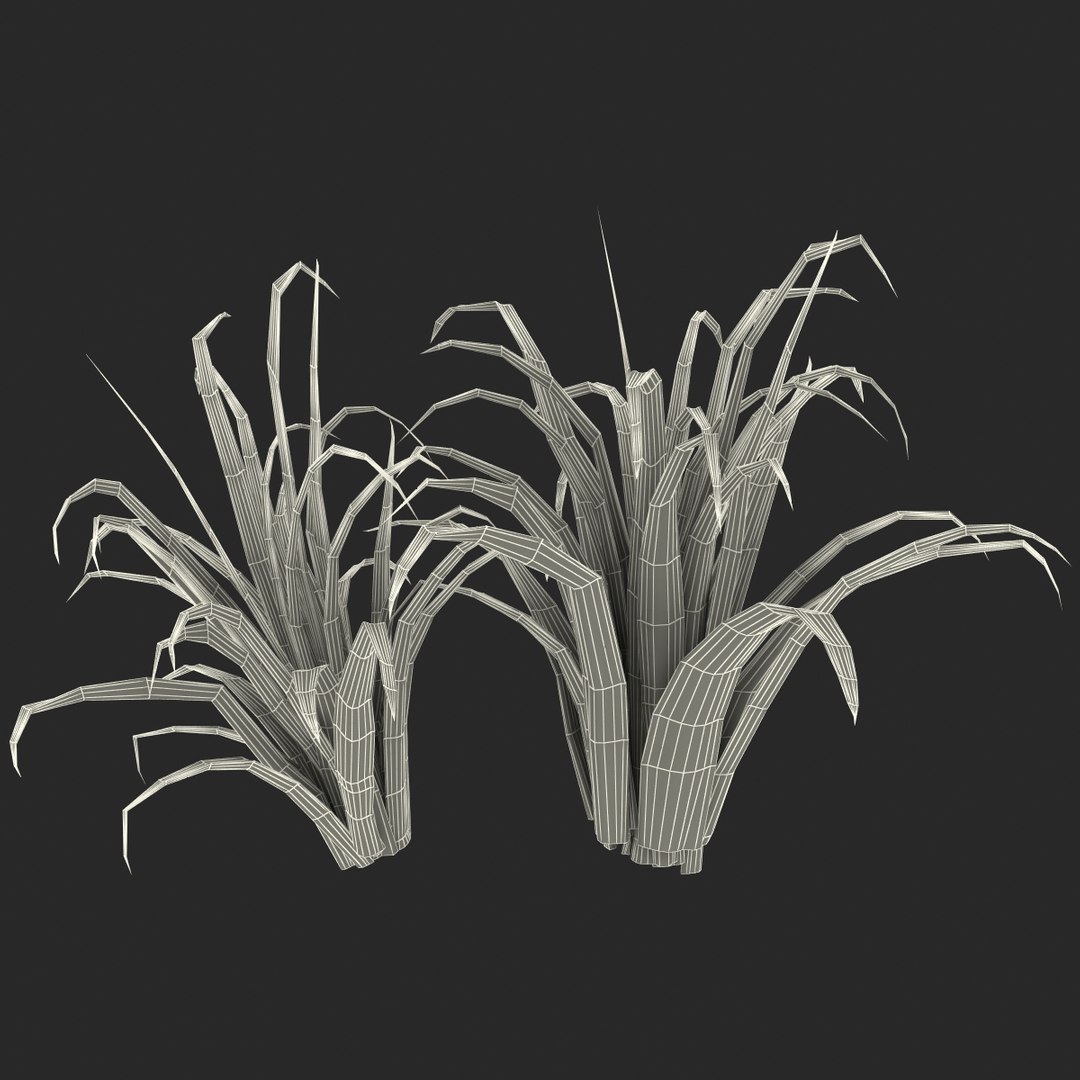 3d shrub dracaena https://p.turbosquid.com/ts-thumb/Su/1g5oQI/IJ1Oy22v/shrubdracaena_29/jpg/1395770595/1920x1080/fit_q87/1a0d4c69af14b5182c779f3b2e4842d6f12fe8a2/shrubdracaena_29.jpg