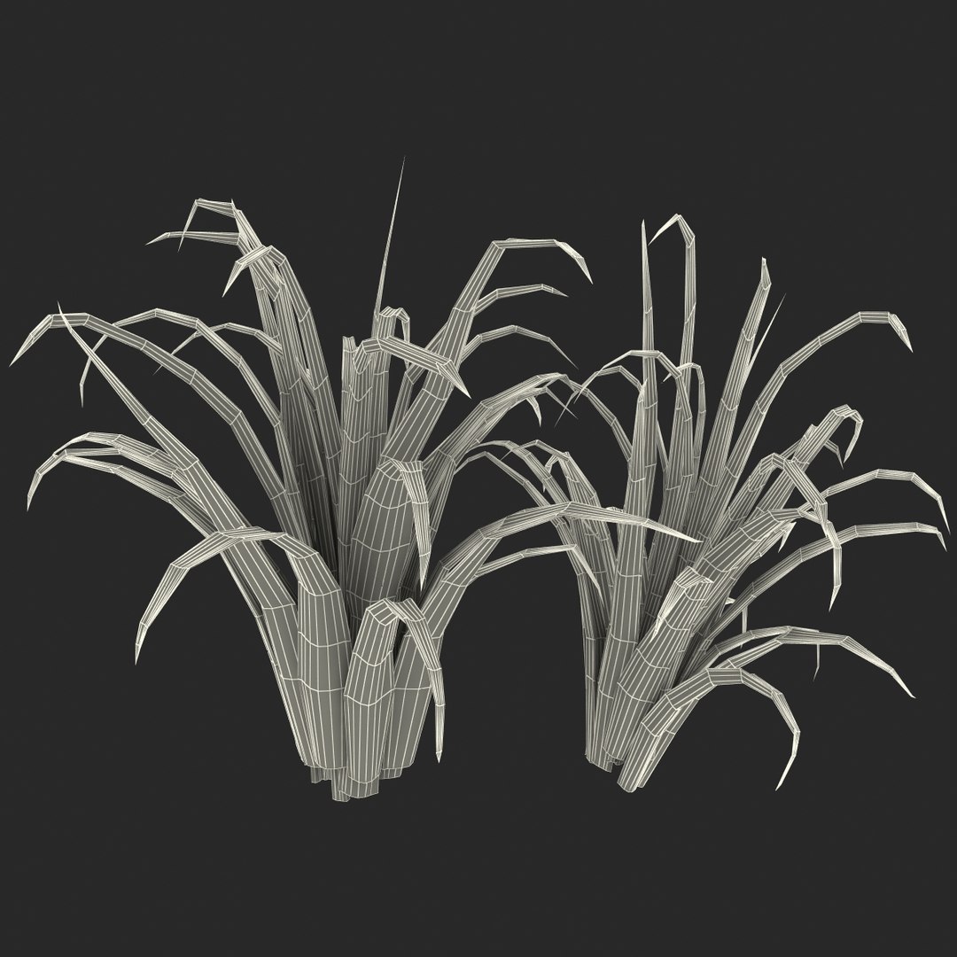3d shrub dracaena https://p.turbosquid.com/ts-thumb/Su/1g5oQI/KH07tGzp/shrubdracaena_25/jpg/1395770576/1920x1080/fit_q87/84a961e6f90a4f4f84dddf28673d88eef2a7c777/shrubdracaena_25.jpg