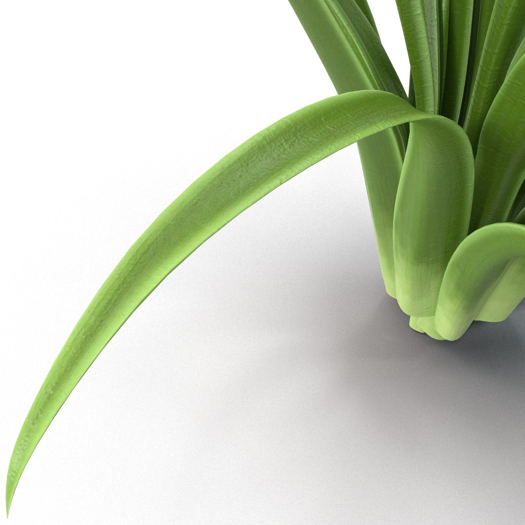 3d shrub dracaena https://p.turbosquid.com/ts-thumb/Su/1g5oQI/LbaUzO3T/shrubdracaena_21/jpg/1395770560/1920x1080/fit_q87/bf84e73dee3452a01f419521478d98c07c870962/shrubdracaena_21.jpg