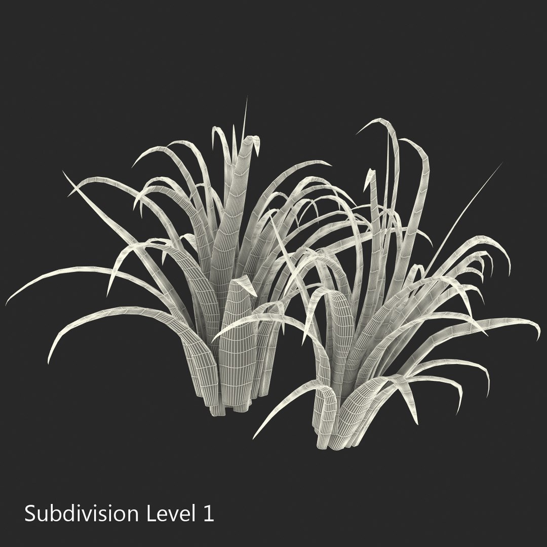 3d shrub dracaena https://p.turbosquid.com/ts-thumb/Su/1g5oQI/Q5MCDqf0/shrubdracaena_9/jpg/1395770507/1920x1080/fit_q87/3c33c2a36c6393e144a738716ccd5e116e40e073/shrubdracaena_9.jpg