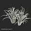 Arbusto Dracaena