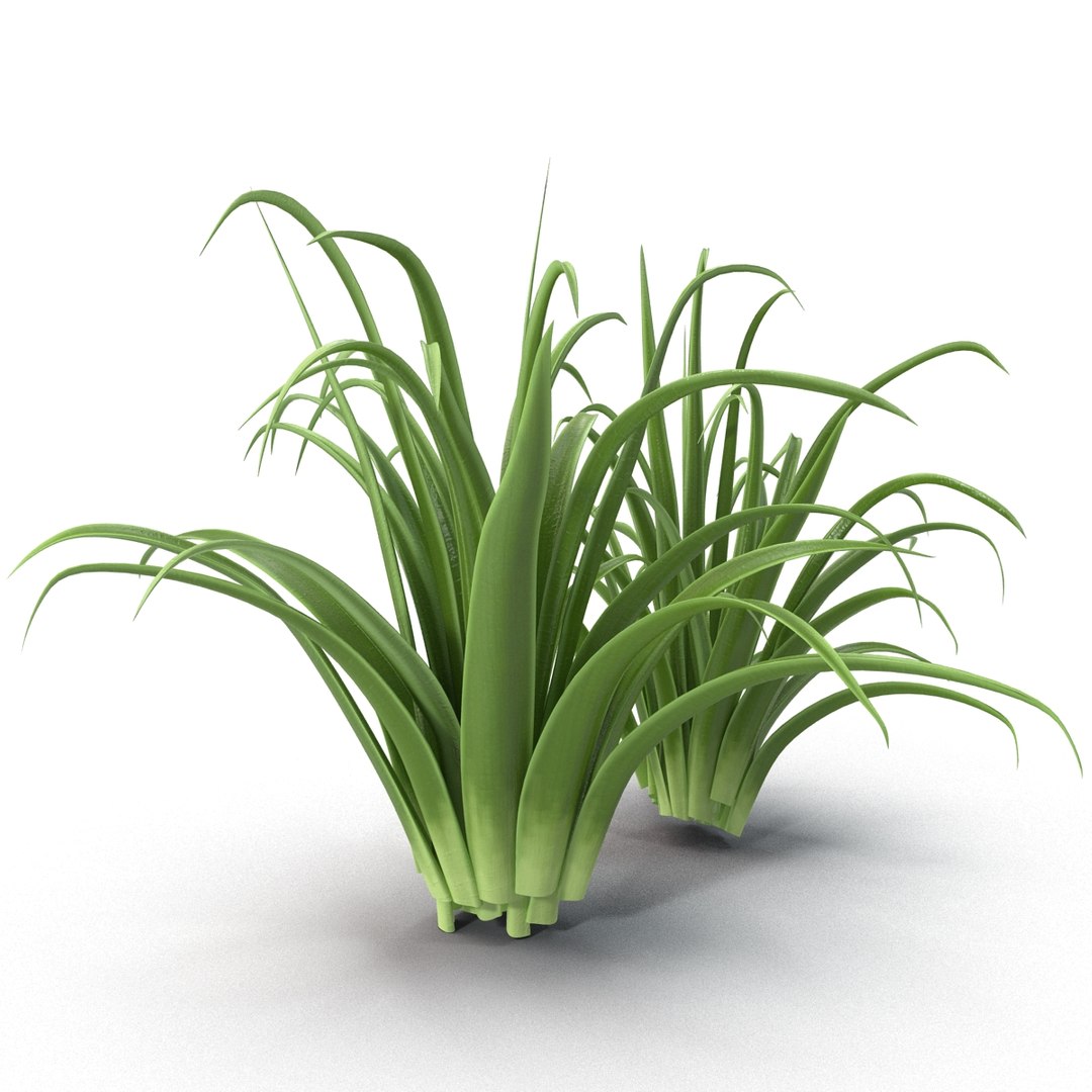 3d shrub dracaena https://p.turbosquid.com/ts-thumb/Su/1g5oQI/ZBsRZnhc/shrubdracaena_11/jpg/1395770517/1920x1080/fit_q87/625c14977f0706a04d0bb024e4e091ed62d61597/shrubdracaena_11.jpg