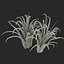 Arbusto Dracaena