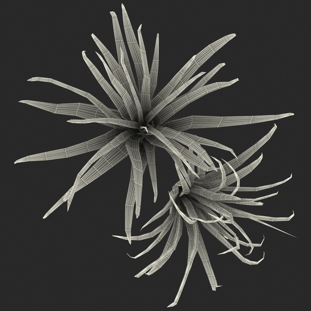3d shrub dracaena https://p.turbosquid.com/ts-thumb/Su/1g5oQI/hcQbnKKR/shrubdracaena_32/jpg/1395770608/1920x1080/fit_q87/60f4e86906d00239e61046f8d0d68c81dd8e9aec/shrubdracaena_32.jpg