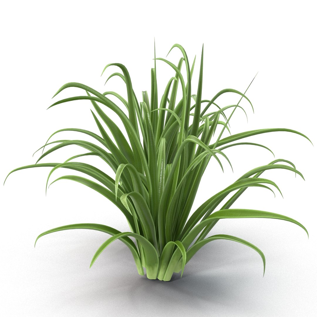 3d shrub dracaena https://p.turbosquid.com/ts-thumb/Su/1g5oQI/kL1Z9l8b/shrubdracaena_16/jpg/1395770541/1920x1080/fit_q87/24d9ffc67fe084e5dc7ae5b4255c03071ddb1928/shrubdracaena_16.jpg
