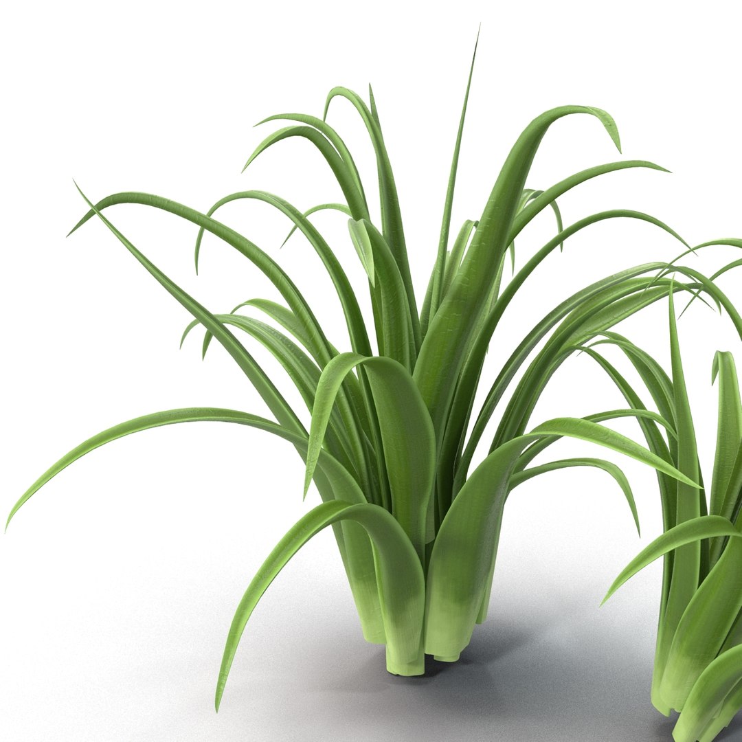 3d shrub dracaena https://p.turbosquid.com/ts-thumb/Su/1g5oQI/pcRKX7OB/shrubdracaena_18/jpg/1395770545/1920x1080/fit_q87/e2862a2ac53124e4f24227308b6227d12c13a9c3/shrubdracaena_18.jpg