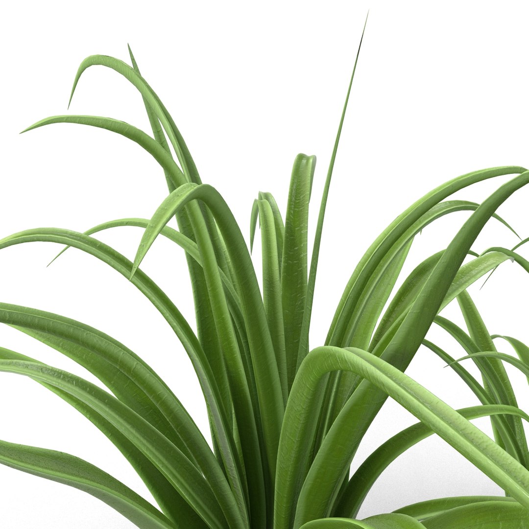 3d shrub dracaena https://p.turbosquid.com/ts-thumb/Su/1g5oQI/tUqS0Yeh/shrubdracaena_20/jpg/1395770554/1920x1080/fit_q87/3719cbc9903333a3526d63756e177c5c7d34f2fa/shrubdracaena_20.jpg