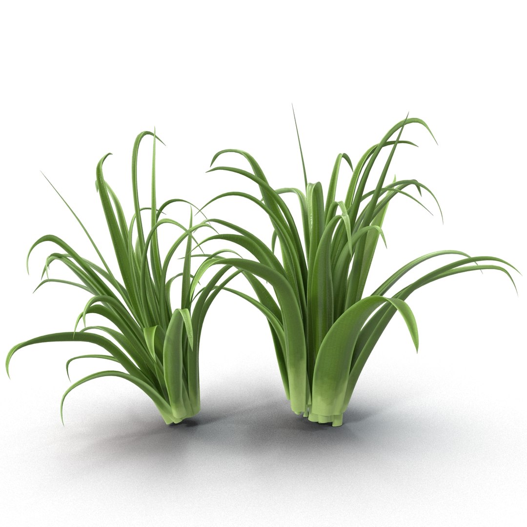 3d shrub dracaena https://p.turbosquid.com/ts-thumb/Su/1g5oQI/ussToyBo/shrubdracaena_14/jpg/1395770529/1920x1080/fit_q87/3c612b0f66eb880aa4a0be7418167aacb6599b83/shrubdracaena_14.jpg
