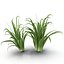 Arbusto Dracaena