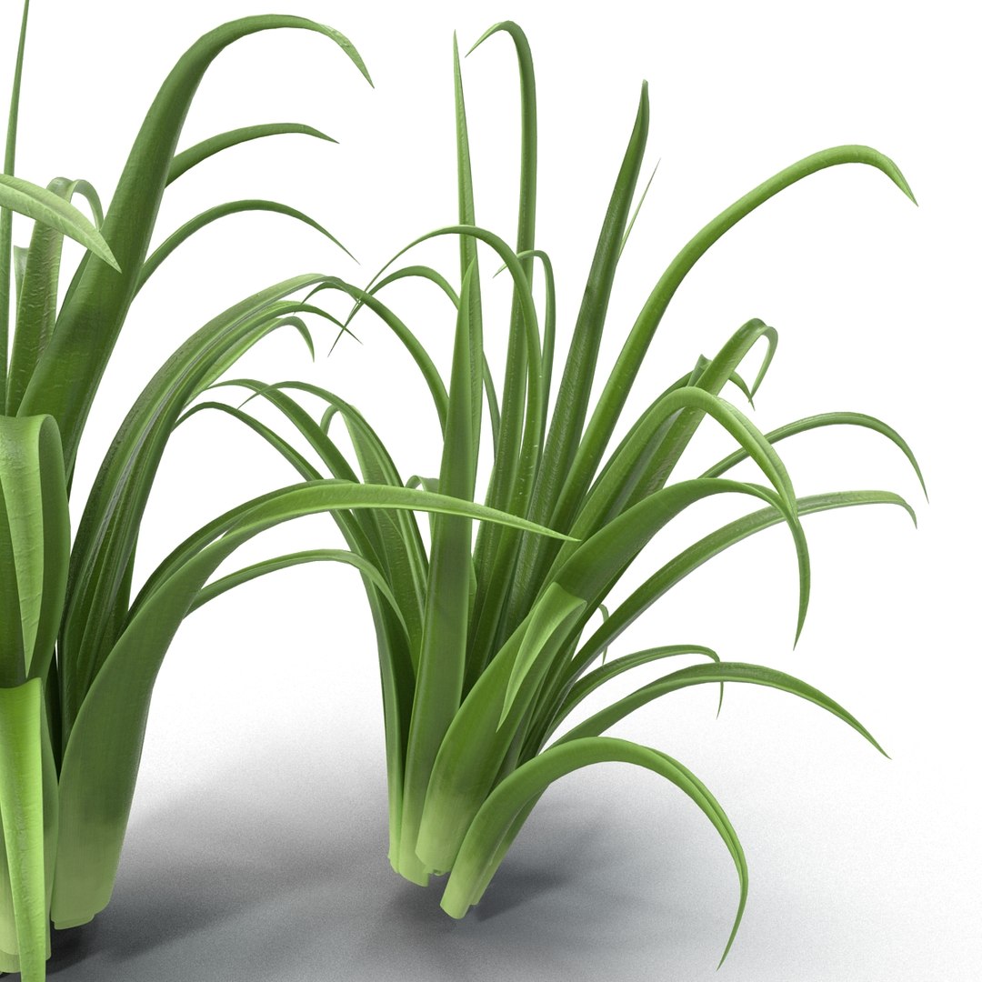 3d shrub dracaena https://p.turbosquid.com/ts-thumb/Su/1g5oQI/xSFS7S43/shrubdracaena_19/jpg/1395770552/1920x1080/fit_q87/ffce34a9756877c912c7e55bb8754e4f643ac2c0/shrubdracaena_19.jpg
