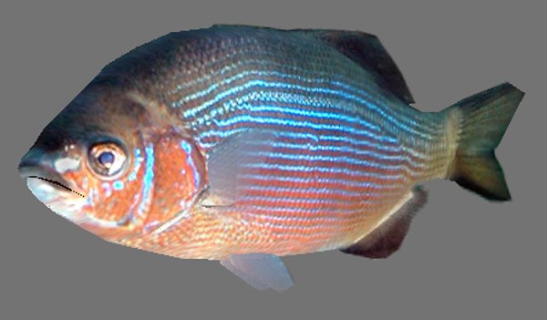 fish games 3d model