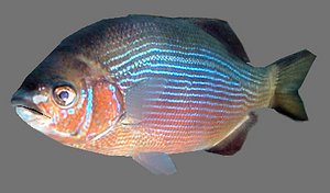 Seaperch