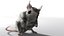 mouse_fur_2012
