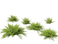 Juniperus sabina - Savin juniper