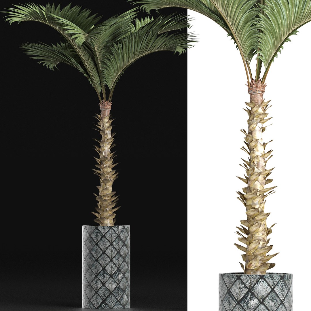 palm plants 3D model https://p.turbosquid.com/ts-thumb/Su/OEpa7q/0C/5/jpg/1611291517/1920x1080/fit_q87/706b7802df14faac8225c6aff549f199679438e0/5.jpg