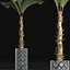 植物系列 157 棕榈