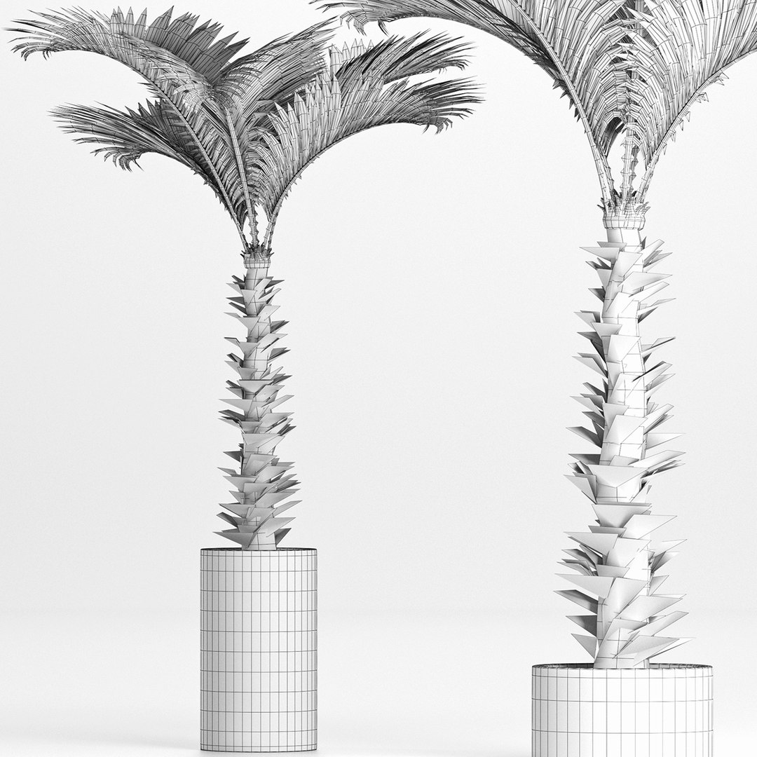 palm plants 3D model https://p.turbosquid.com/ts-thumb/Su/OEpa7q/Od/6/jpg/1611291525/1920x1080/fit_q87/8043f83aed09ca7c3c679b9ca8db077ba516d86e/6.jpg