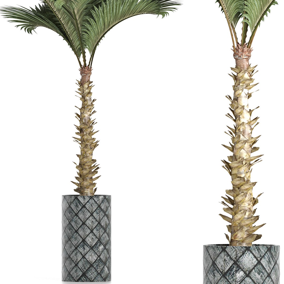 palm plants 3D model https://p.turbosquid.com/ts-thumb/Su/OEpa7q/qc/2/jpg/1611291498/1920x1080/fit_q87/5bb6a4c0271b8559a6a2d266f84010d7b887bd43/2.jpg