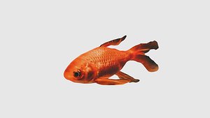 Low Poly Goldfish Rigged With Realistic Texture
