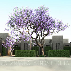 JACARANDA MIMOSIFOLIA 3