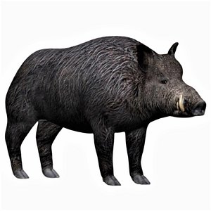 Fully rigged boar 3D model