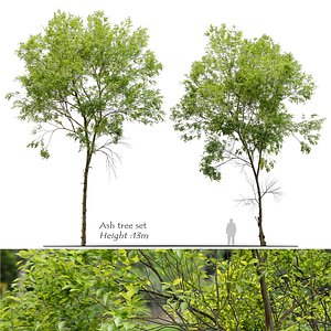 Ash tree set model