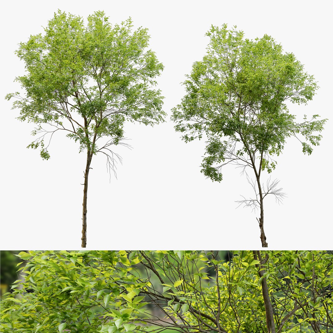 Ash tree set model - TurboSquid 1938717