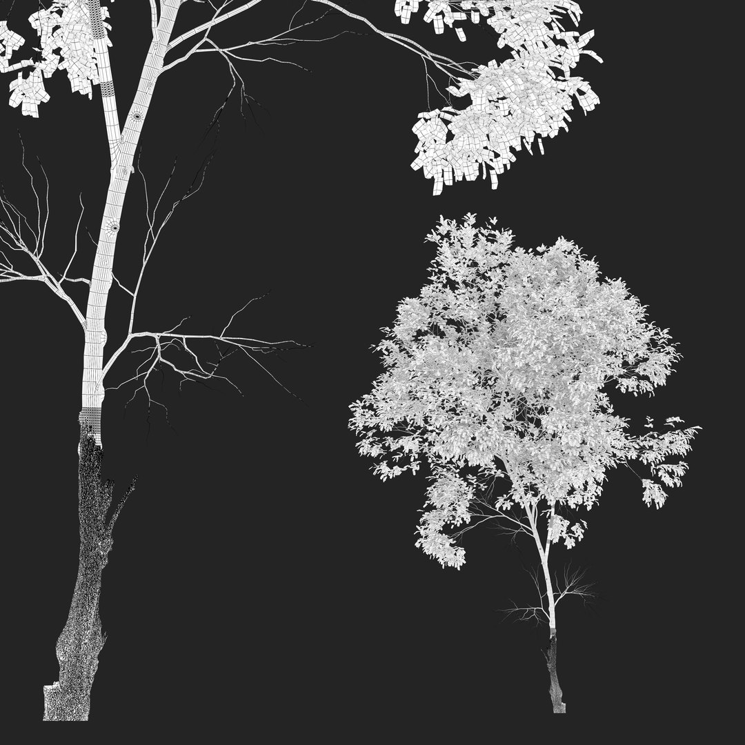 Ash tree set model - TurboSquid 1938717