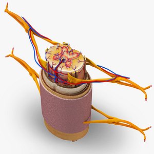 spinal cord 3D model